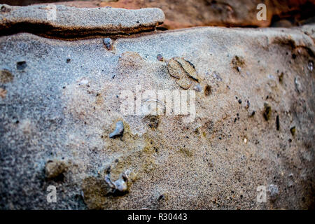 Piccole conchiglie fossilizzate picco di arenaria di resistenza agli agenti atmosferici sulla spiaggia nella baia di Coos, Oregon. Foto Stock