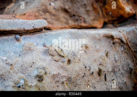 Piccole conchiglie fossilizzate picco di arenaria di resistenza agli agenti atmosferici sulla spiaggia nella baia di Coos, Oregon. Foto Stock