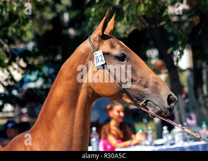 Ritratto akhal-teke cavallo. Foto Stock