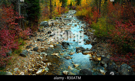 1 ottobre 2018: i colori autunnali lungo una dolce insenatura nel S. Laurance Rockefeller preservare, Grand Teton National Park, Jackson, Wyoming Foto Stock