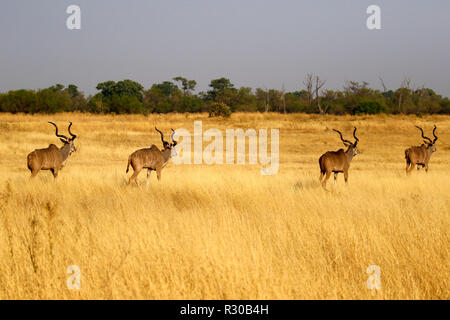 Allevamento di femmina e maschio grande Kudu maggiore Foto Stock