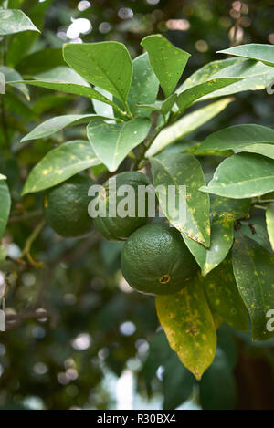 Citrus aurantium x Foto Stock