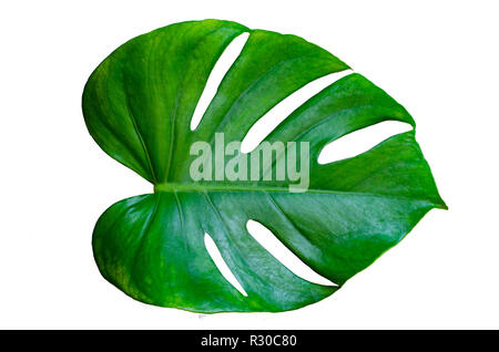 Foglie di monstera foglie con isolare su sfondo bianco lascia su bianco Foto Stock