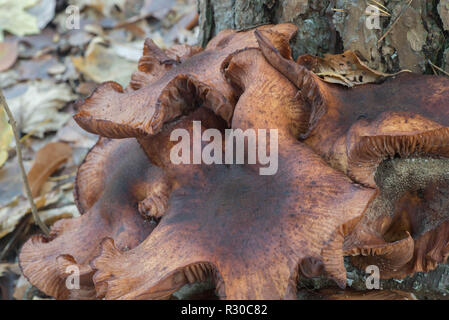 Grandi armillaria ostoyae eadible funghi marrone in foresta macro Foto Stock