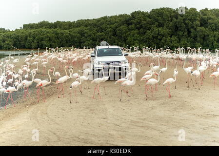 I fenicotteri a Ras Al Khor Wildlife Sanctuary, sito Ramsar, Flamingo nascondi2, Dubai, Emirati Arabi Uniti Foto Stock