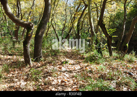 Caduto Foglie di autunno nella foresta Foto Stock