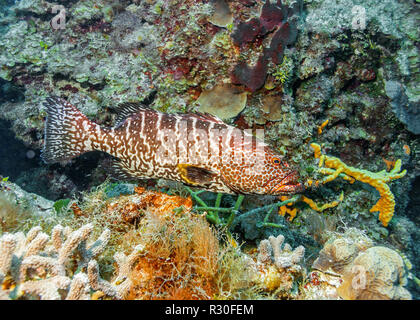 Maldive. Tiger cernia tra i coralli del ripiano costiere. Foto Stock