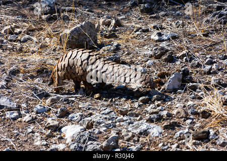 Un capo o Groiund Pangolin (Smutsia temminckii) foraggi per alimentare in Namibia. Foto Stock