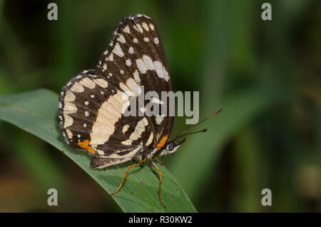 Confina Patch, Chlosyne lacinia Foto Stock