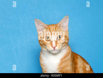 Ritratto di un adorabile arancio e bianco tabby kitten guardando direttamente al visualizzatore. Sfondo blu. Foto Stock