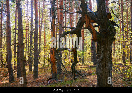 Albero con ramoscelli secchi in un denso bosco di pini vicino. Forest Conservation Area. Parco naturale. Foto Stock