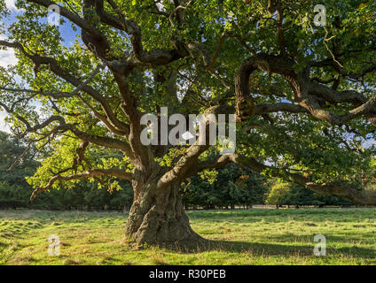 Vecchi di secoli inglese / Quercia farnia (Quercus robur) nella tarda estate / autunno Foto Stock