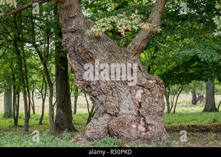 Vecchi di secoli inglese / Quercia farnia (Quercus robur) nella tarda estate / autunno Foto Stock