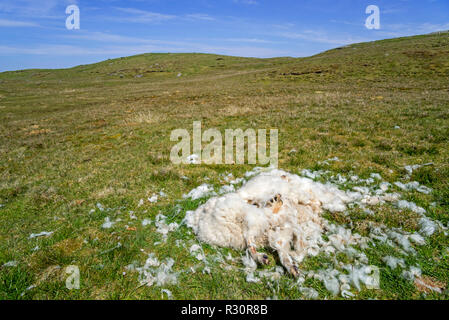 Pecora morta giacente nella brughiera, in parte mangiato da spazzini, Scotland, Regno Unito Foto Stock