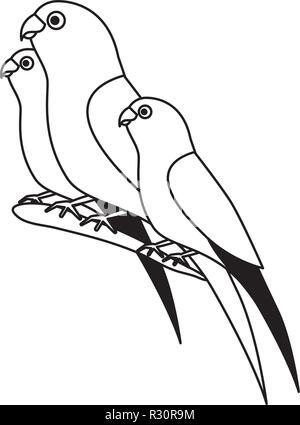 Isole Canarie e pappagalli uccelli sul ramo illustrazione vettoriale Illustrazione Vettoriale