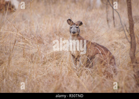 Grande canguro marrone in habitat naturale, Undara Parco nazionale vulcanico, Australia. Foto Stock