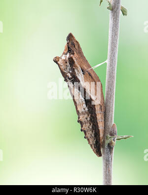 Tiger coda forcuta (Papilio) farfalla crisalide - vista macro su un morbido sfondo verde Foto Stock