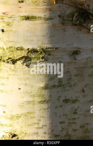 La corteccia di Birch o Betula ha la bellezza naturale esterna dei modelli, delle strutture e dei colori. REGNO UNITO Foto Stock