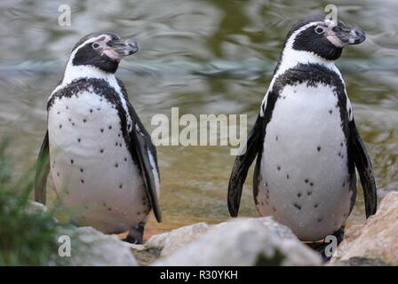 Due pinguini Humboldt allo zoo sababurg Foto Stock