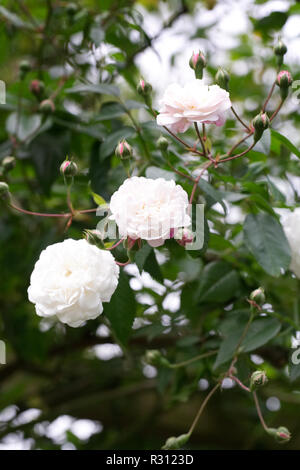 Rosa "Felicite et Perpetue' Fiori. Foto Stock