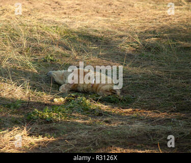 Giovani cuccioli di foca a Donna Nook grigio colonia di foche Lincolnshire UK Foto Stock