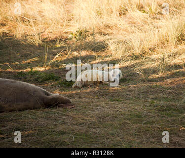 Giovani cuccioli di foca a Donna Nook grigio colonia di foche Lincolnshire UK Foto Stock