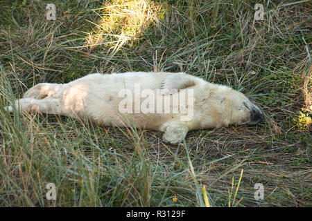 Giovani cuccioli di foca a Donna Nook grigio colonia di foche Lincolnshire UK Foto Stock