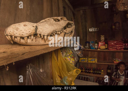 Il cranio di un enorme caimano nero (Melanosuchus niger) è sul display in un piccolo negozio in Colombia amazzonica. Foto Stock