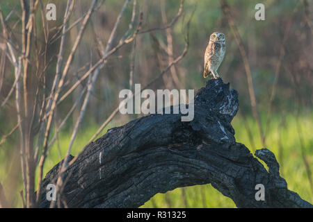 Un scavando la civetta (Athene cunicularia) da Madre de Dios, Perù. Il gufo è stato ampliando la sua gamma nella zona come giungla amazzonica è abbattuto. Foto Stock