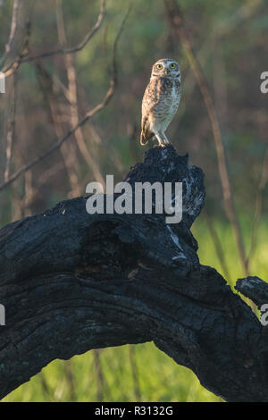 Un scavando la civetta (Athene cunicularia) da Madre de Dios, Perù. Il gufo è stato ampliando la sua gamma nella zona come giungla amazzonica è abbattuto. Foto Stock