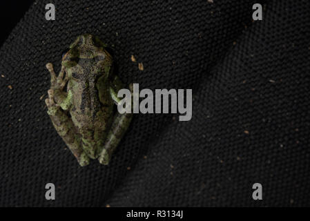 Buckley di esili zampe raganella (Osteocephalus buckleyi) una rara specie di rana dal bacino amazzonico del Sud America. Foto Stock