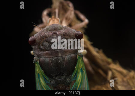 Una chiusura della testa di una cicala come emerge dal suo vecchio esoscheletro, e inizia la fase adulta della sua vita. Foto Stock