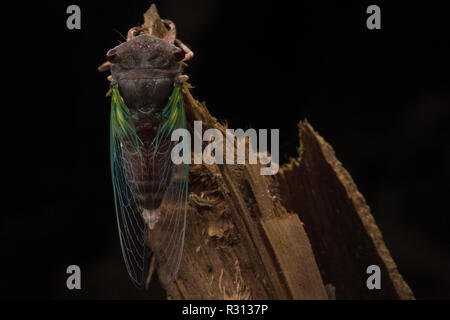 Una cicala emerge dal suo vecchio esoscheletro, e inizia la fase adulta della sua vita. Foto Stock