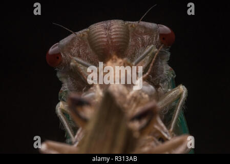 Una chiusura della testa di una cicala come emerge dal suo vecchio esoscheletro, e inizia la fase adulta della sua vita. Foto Stock