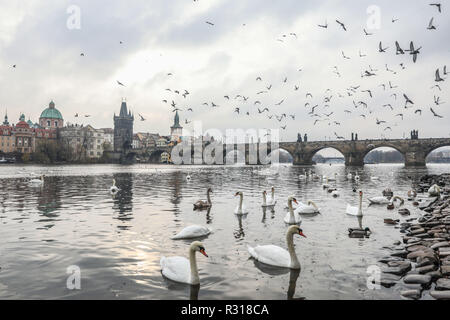 Praga, Repubblica Ceca. Xix Nov, 2018. I cigni, piccioni sono visti vicino al Ponte di Carlo a Praga, la capitale della Repubblica ceca, nov. 19, 2018. Una città storica, la capitale della Repubblica ceca è decorata con molti monumenti medievali. Lungo il fiume Voltava, la Città Vecchia, la Città Bassa e la Città Nuova sono state costruite tra l'XI e il XVIII secolo. Il centro storico di Praga è stata inclusa nella Lista del Patrimonio Mondiale dell'UNESCO nel 1992. Credito: Zheng Huansong/Xinhua/Alamy Live News Foto Stock