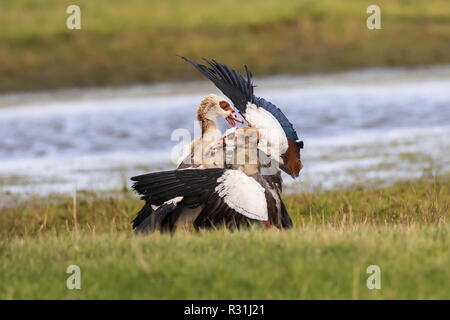 Oca egiziana (Alopochen aegyptiaca), due animali di combattimento, Texel, Paesi Bassi Foto Stock