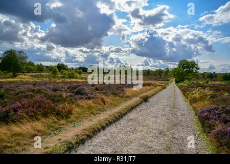 Il luogo perfetto per una passeggiata attraverso la foresta di Dunwich è il paesaggio più recente di Suffolk Wildlife NEL REGNO UNITO Foto Stock