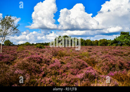 Il luogo perfetto per una passeggiata attraverso la foresta di Dunwich è il paesaggio più recente di Suffolk Wildlife NEL REGNO UNITO Foto Stock