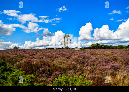 Il luogo perfetto per una passeggiata attraverso la foresta di Dunwich è il paesaggio più recente di Suffolk Wildlife NEL REGNO UNITO Foto Stock