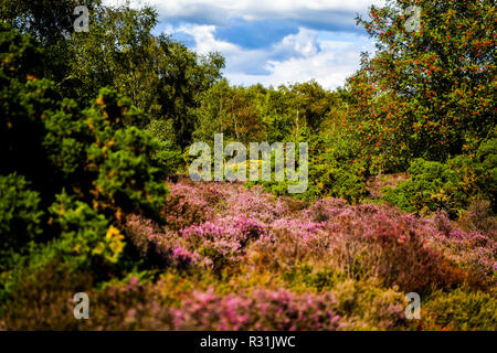 Il luogo perfetto per una passeggiata attraverso la foresta di Dunwich è il paesaggio più recente di Suffolk Wildlife NEL REGNO UNITO Foto Stock