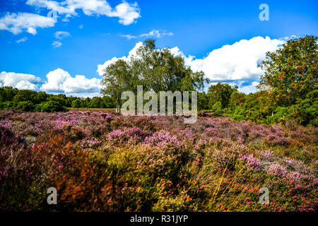 Il luogo perfetto per una passeggiata attraverso la foresta di Dunwich è il paesaggio più recente di Suffolk Wildlife NEL REGNO UNITO Foto Stock