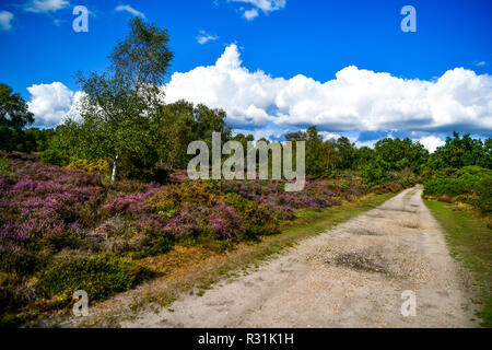 Il luogo perfetto per una passeggiata attraverso la foresta di Dunwich è il paesaggio più recente di Suffolk Wildlife NEL REGNO UNITO Foto Stock