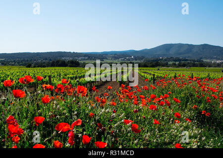 Una fioritura di papavero campo con vigneto in uno sfondo Foto Stock