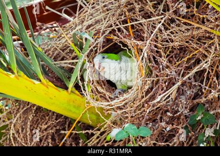 Verde pappagallo selvatico costruire un nido sul palm tree, Barcellona Spagna Foto Stock