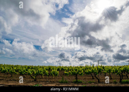 Campo di vigne inizio primavera in Catalogna, Spagna Foto Stock