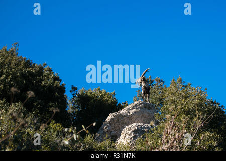 Capra selvatica tra vegetazione nelle montagne di Montserrat Foto Stock