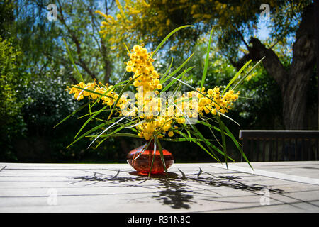 Bouquet di golden graticcio in rosso vaso di vetro sul tavolo di legno, rami di mimosa in giardino Foto Stock