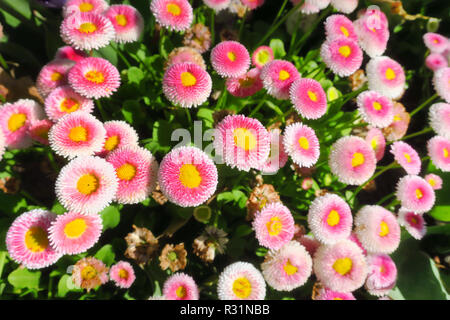 Un layout di rosa zinnia comune fiori. Foto Stock