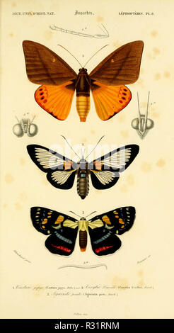 Bellissime farfalle arancioni illustrazione disegnata a mano  dell'acquerello isolata su sfondo bianco può essere utilizzata per album di adesivi  per poster di carte
