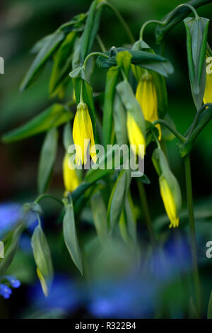 Uvularia grandiflora,a fiore grande bellwort,merrybells,giallo,fiore,fiori,fioritura,Molla,all'ombra,ombroso ombreggiate, legno,boschi,woodland,piante,RM Floral Foto Stock